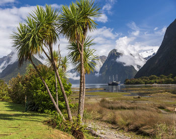 Plants growing on land against sky