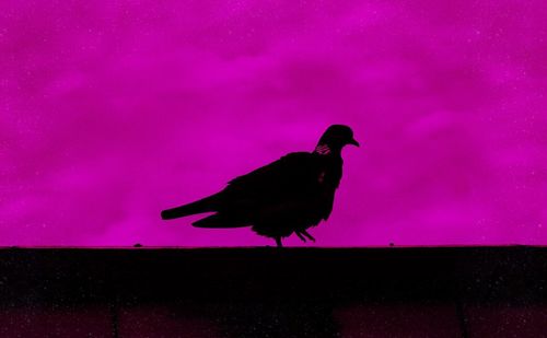 Low angle view of silhouette bird perching on pink against sky