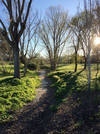 Bare trees along plants