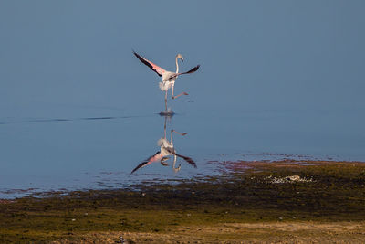 Flamingo flying over lake