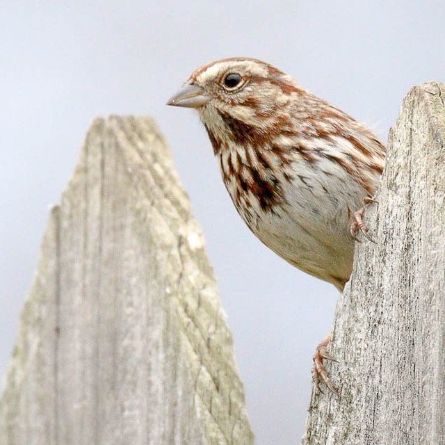 Songsparrow