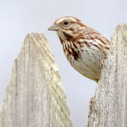 Low angle view of bird perching on branch