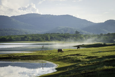 Scenic view of landscape against mountains