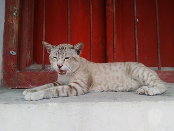 Portrait of cat resting