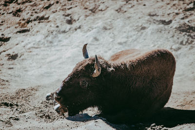 Close-up of bison relaxing on field