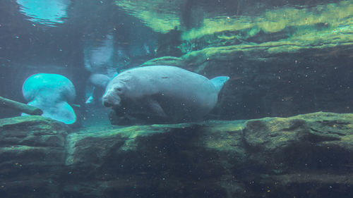 Fish swimming in aquarium