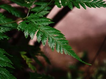 Close-up of fresh green leaves