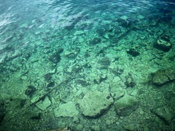 High angle view of fish underwater