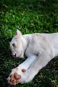 View of a dog lying on grass