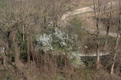 Scenic view of forest