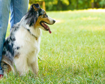 Adorable dog australian shepherd near owners legs in green meadow during walk in nature