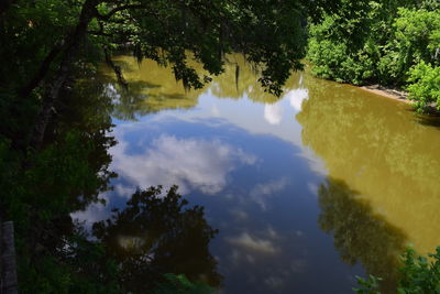 Reflection of trees in lake