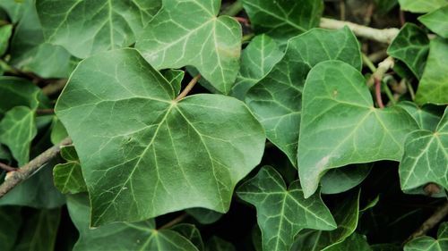 High angle view of leaves on plant in field