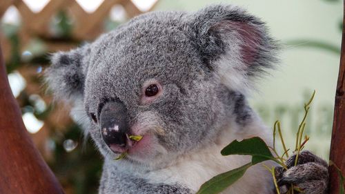 Close-up of koala