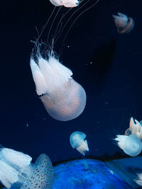 Close-up of jellyfish swimming in sea