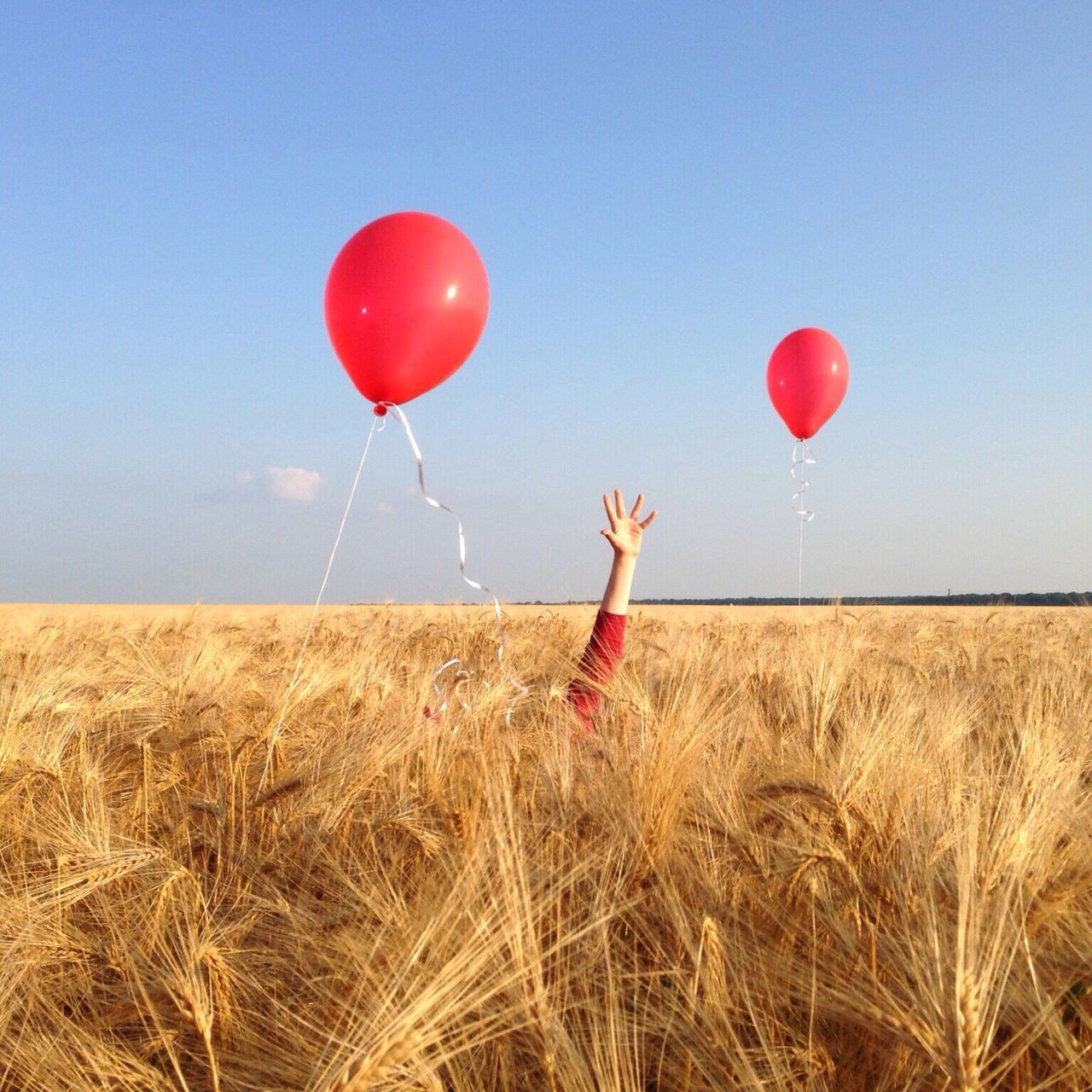 red, grass, clear sky, field, tranquility, sky, tranquil scene, landscape, nature, wind, copy space, day, scenics, blue, outdoors, beauty in nature, non-urban scene, no people, grassy, sunlight