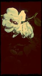 Close-up of rose