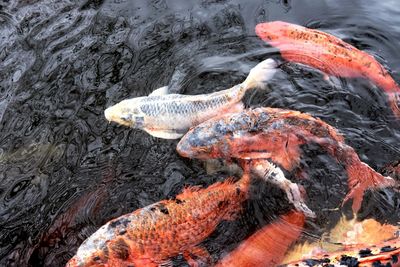 Close-up of fish swimming in water