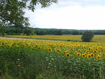 Scenic view of field against sky