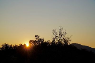 Silhouette plants against sky during sunset