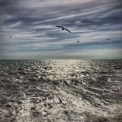 Seagulls flying over sea against sky