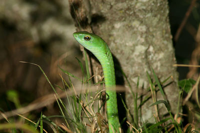 Close-up of lizard on field