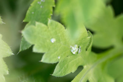 Close-up of water drops on leaf