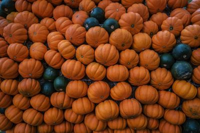 Heap of pumpkins during autumn