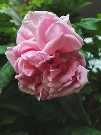 Close-up of pink rose