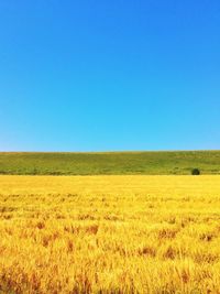 Scenic view of field against clear blue sky