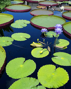 water lily