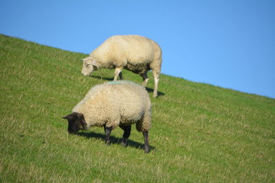 Schafe auf dem deich 