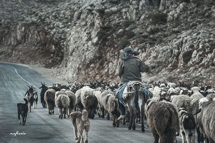 animal themes, walking, horse, domestic animals, men, rear view, livestock, mammal, working animal, full length, person, lifestyles, standing, leisure activity, road, large group of people, herbivorous, togetherness, tree