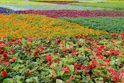 High angle view of flowering plants on field