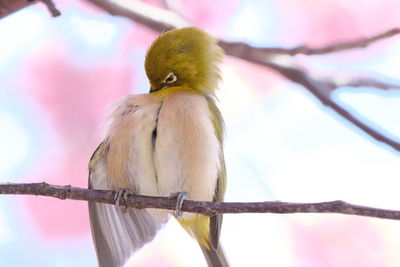 Low angle view of bird perching on branch