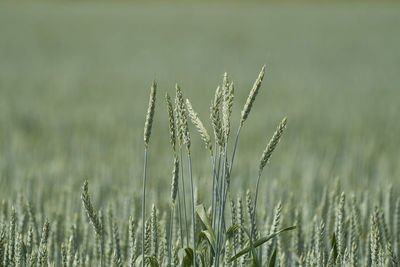 Close-up of stalks in field