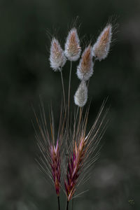 Close-up of wilted thistle