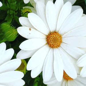 Close-up of white daisy flowers