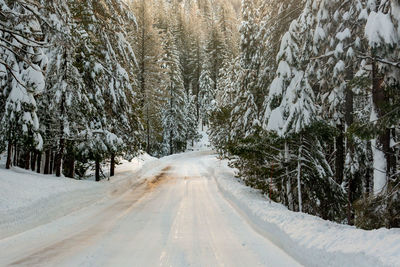 Road amidst trees in forest during winter