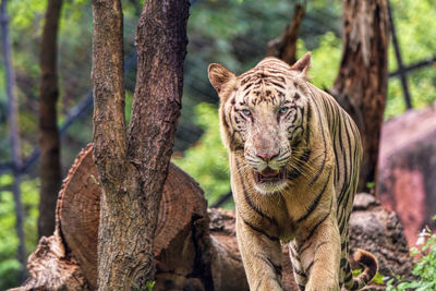 Portrait of cat on tree trunk in forest