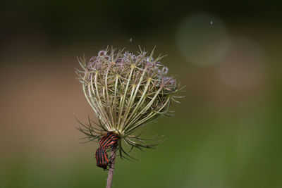 Close-up of insects on plant