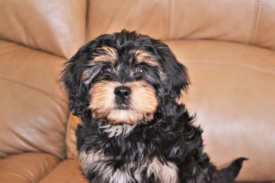 Cavapoo puppy