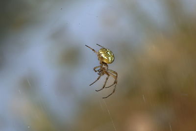 A bordered orb-weaver 