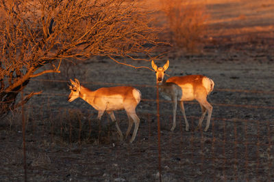 Pronghorn antelope in far west texas