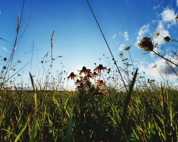 Plants growing on field against sky