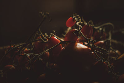Close-up of red berries