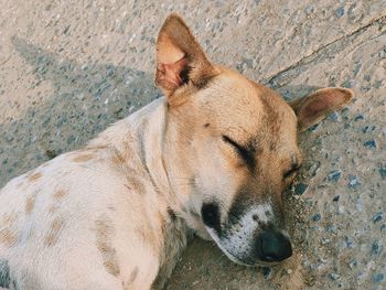 High angle view of dog sleeping