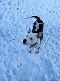 High angle view of dog in snow