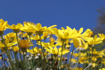 Close-up of yellow flowering plant against clear blue sky