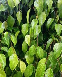 Full frame shot of wet plants